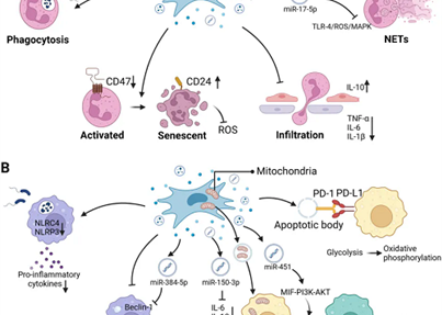 科学前沿 | 间充质干细胞为肺病治疗带来新机遇