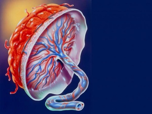 来自胎盘和脐带的干细胞